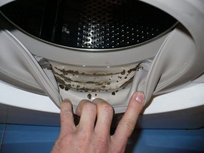 Нередко в ванной комнате очагом грибкового поражения является стиральная машина – плесень может быть как за ее задней стенкой, так и в резиновом уплотнителе барабана или внутри самой бытовой техники. Последнее распознается по затхлому запаху, исходящему от машины, а также от белья, постиранного в ней
