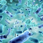Роль в природе анаэробных и аэробных микроорганизмов — чем опасны для человека